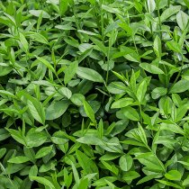 Vintergrön liguster 100-150 cm XL Vintergrön liguster 100-150 cm XL