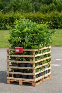 Bok 100-125 cm 150-pack (ca 30 meter) Bok 100-125 cm 150-pack (ca 30 meter)