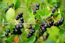 Svartaronia 'Hugin' 60-100 cm Svartaronia 'Hugin' 60-100 cm