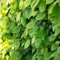 Avenbok 200-225 cm XXL PREMIUM Avenbok 200-225 cm XXL PREMIUM