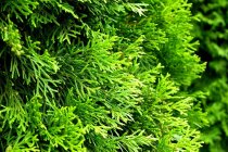 Thuja Smaragd 150-175 cm XXL PREMIUM Thuja Smaragd 150-175 cm XXL PREMIUM