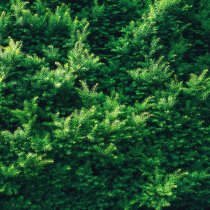 Hybrididegran 80-100 cm XXL PREMIUM Hybrididegran 80-100 cm XXL PREMIUM