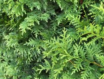 Thuja Brabant 200-220 cm Rotklump XXL PREMIUM Thuja Brabant 200-220 cm Rotklump XXL PREMIUM
